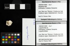 Foto (Objekt + Etiketten) von Longodromites sp. 